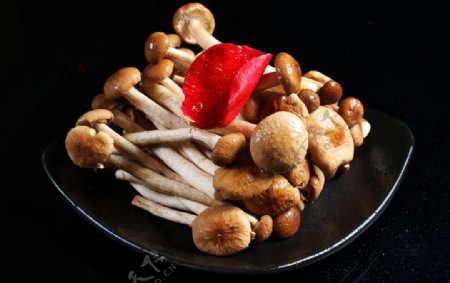 火锅长蘑菇菌类蘑菇