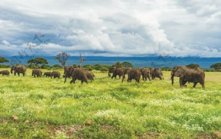 大象动物野生泰国大象群
