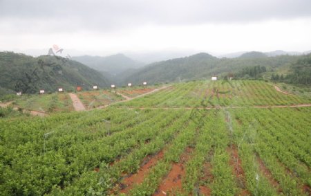 刺力王刺梨种植基地