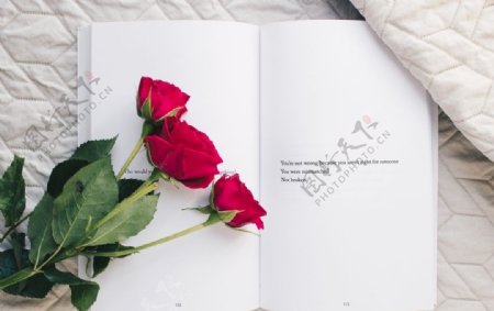 玫瑰与书