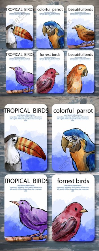 水彩彩绘热带雨林鸟类卡片矢量素材