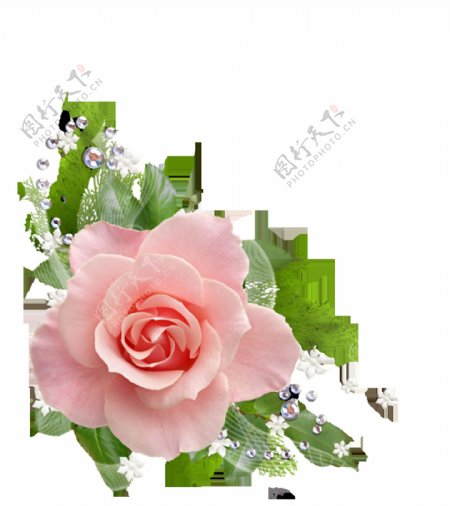 精致的玫瑰花花朵元素素材