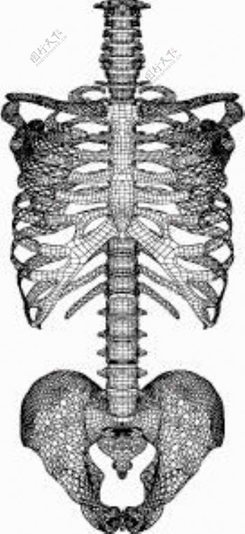 动画三维肋骨脊椎盆骨组合模型