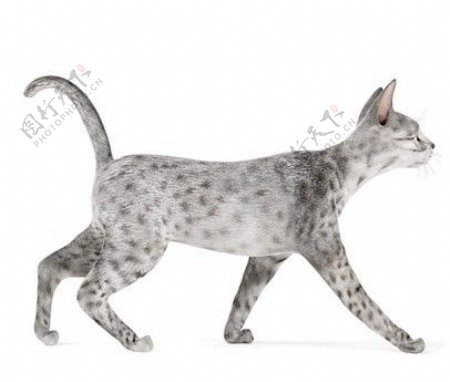 斑点猫走路模型素材