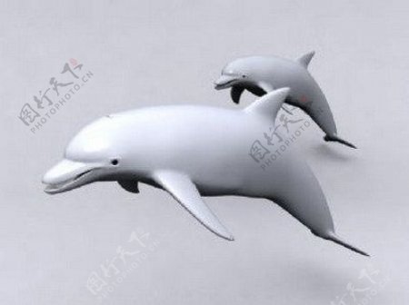 动物模型海豚的3dsmax模型