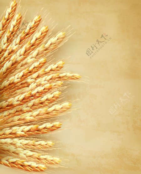 小麦矢量图片