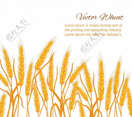 小麦相关矢量素材