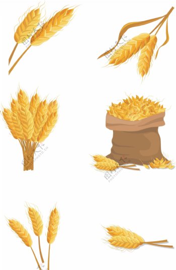 麦子小麦矢量素材