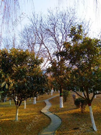 夕阳下的树林风景