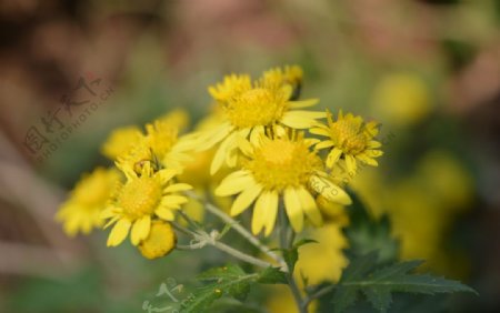 黄色小花