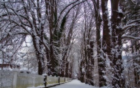 冬季枯树雪景