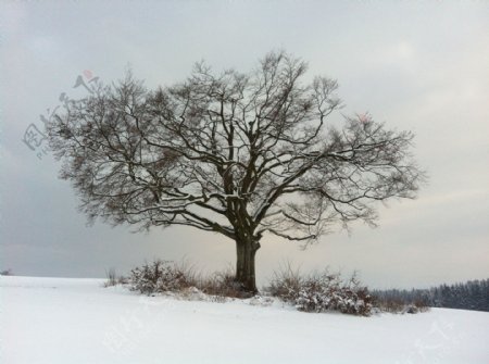 雪中老树