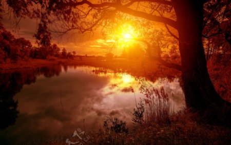 阳光夕阳树湖水