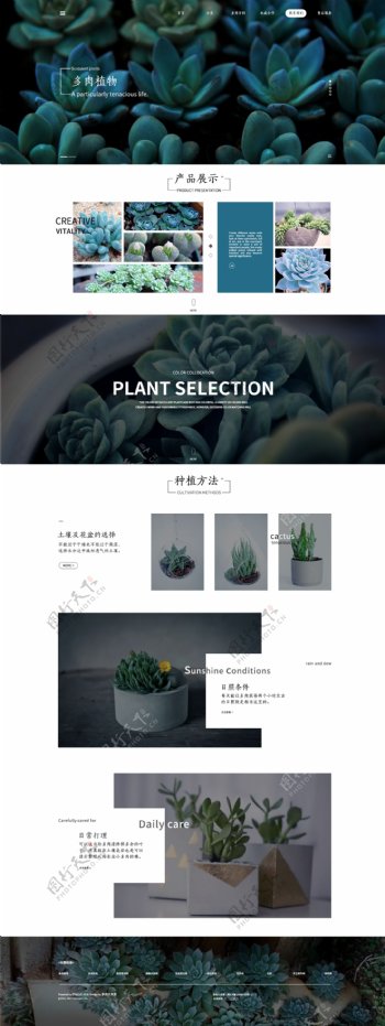 多肉植物网页设计