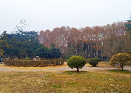 深秋时节的校园风景