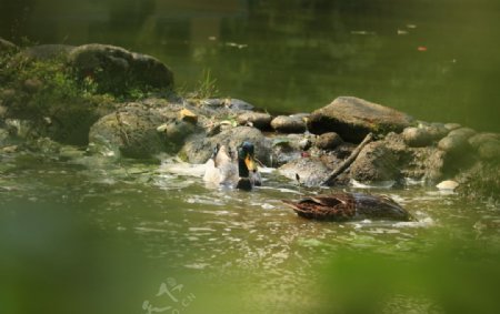 小鸭游玩水戏水
