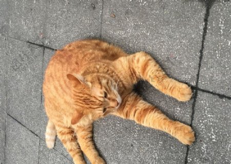 街道宠物猫