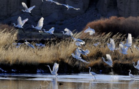 鸟类白鹭水鹭动物白鹭
