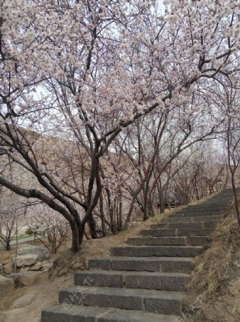 桃花石阶梯