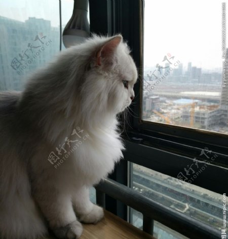 望窗外的猫