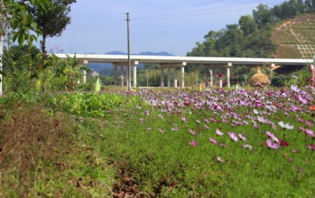 格桑花植物紫色绿化花草