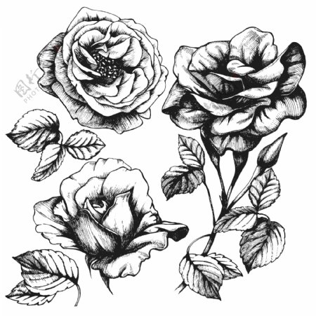 黑白线条剪影玫瑰花图案