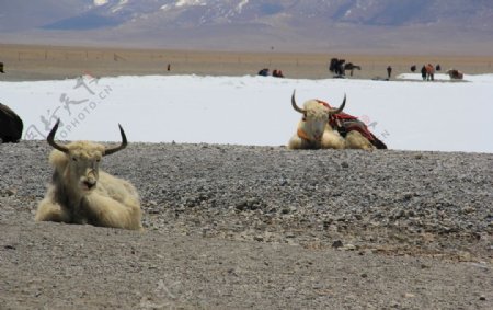 藏羚羊
