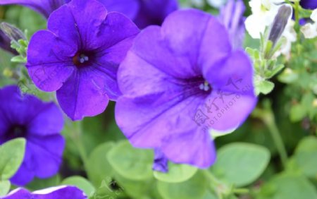 紫色鲜花开花