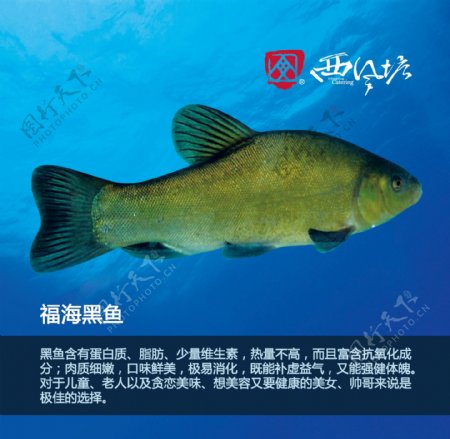 福海黑鱼