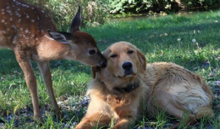鹿和小狗