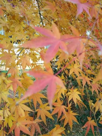 秋天自然景物枫叶清晰