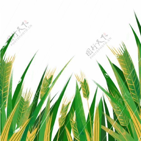 插画植物稻田图案