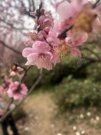 梅花山的梅花