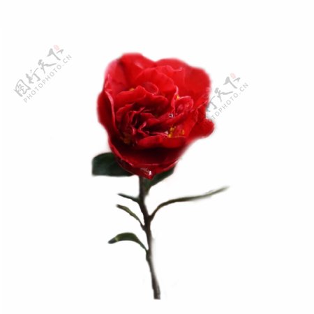 情人节爱情红色玫瑰花
