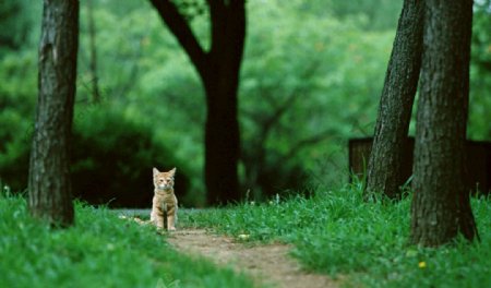 森林里的小猫