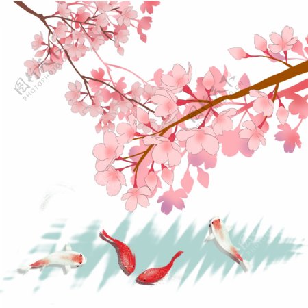 日本春天樱花锦鲤唯美风景