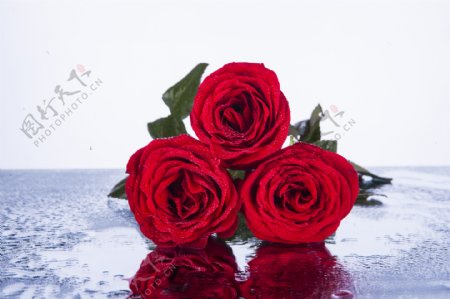 三朵鲜艳红色玫瑰花
