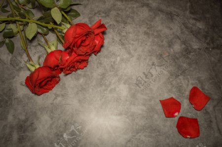 红色的玫瑰花摄影背景