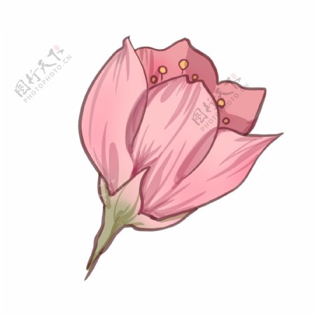 一朵漂亮的樱花插图