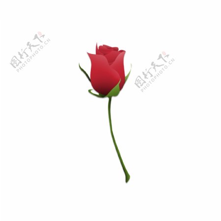 清新手绘红色玫瑰花朵设计