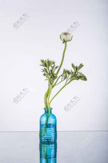 植物花卉特写摄影图