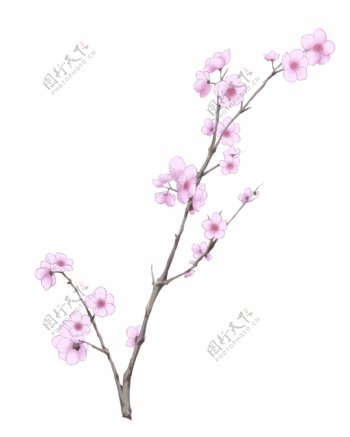粉白色的花朵插画