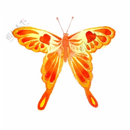 蝴蝶橙色翅膀昆虫美丽PNG