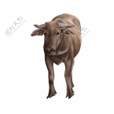 水牛写实水牛绘画放牧水牛