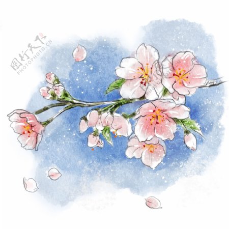 水彩清新樱花植物花朵桃花春天清明谷雨花瓣