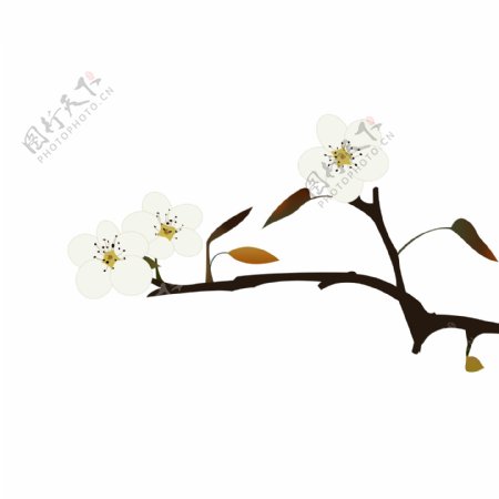梨花手绘小清晰白色花朵