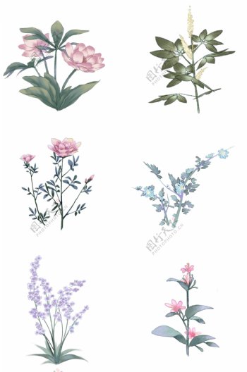 中国古风手绘花卉