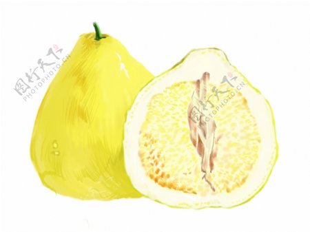 柚子水果手绘插画