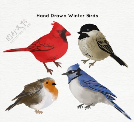 4款水彩绘鸟类设计