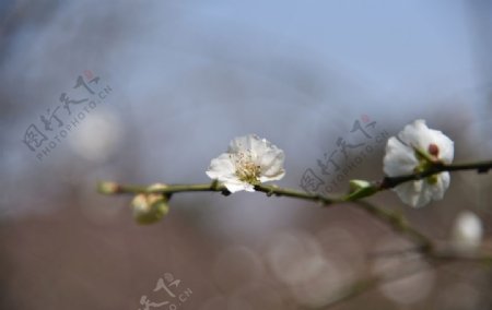 日本樱花白花